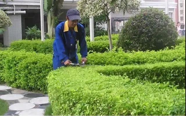 園林綠化工程施工常見(jiàn)誤區(qū)，您中招了嗎?